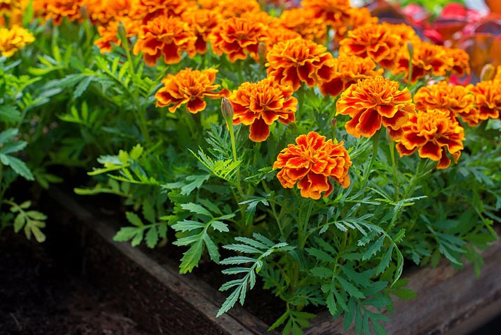 Marigolds for Moms at the&nbsp;Library